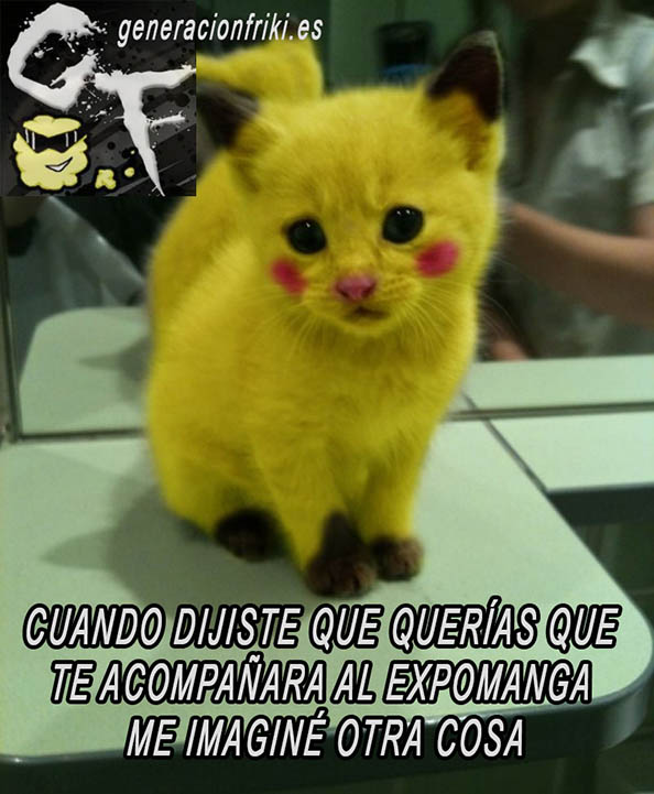 410) 13-05-14 gato-amarillo-Pikachu-Humor