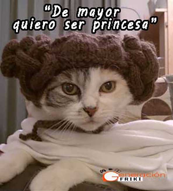 622) 18-09-14 gato-leia-Humor