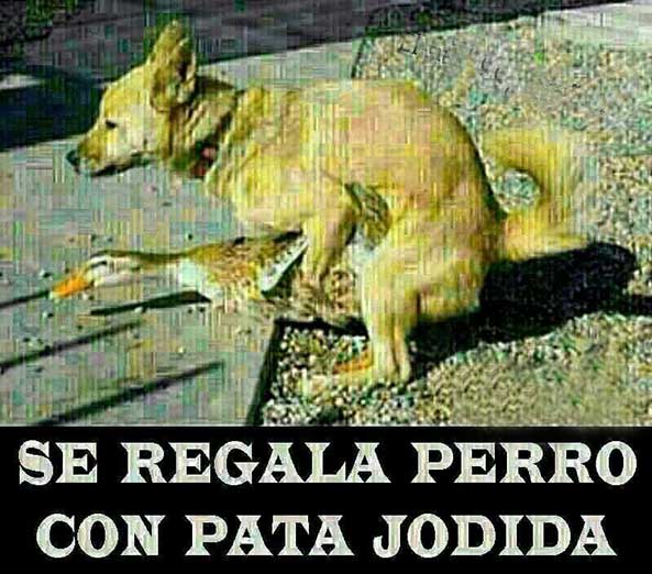 743) 14-11-14 perro-con-pata-jodida-Humor