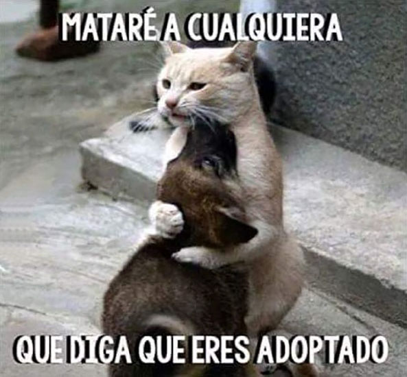 1101) 27-10-15 Matare-dicen-adoptado-Humor