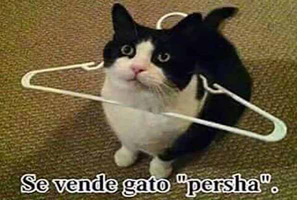 1107) 06-11-15 Gato-persa-Humor