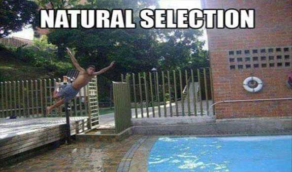 1114) 13-11-15 Seleccion-natural-Humor