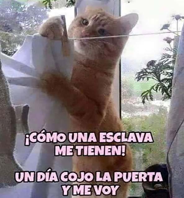 1145) 14-12-15 gato-esclavo-Humor