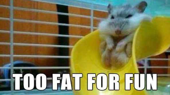 1150) 15-12-15 Hamster-demasiado-gordo-Humor