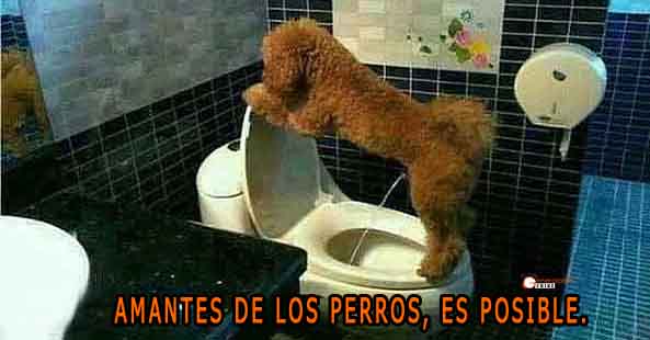 1155) 17-12-15 Perro-meando-Humor