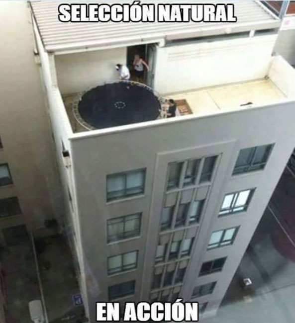 1297-08-06-16-seleccion-natural-colchoneta-humor