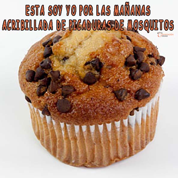 1308-12-06-16-muffin-pepitas-chocolate-picaduras-humor