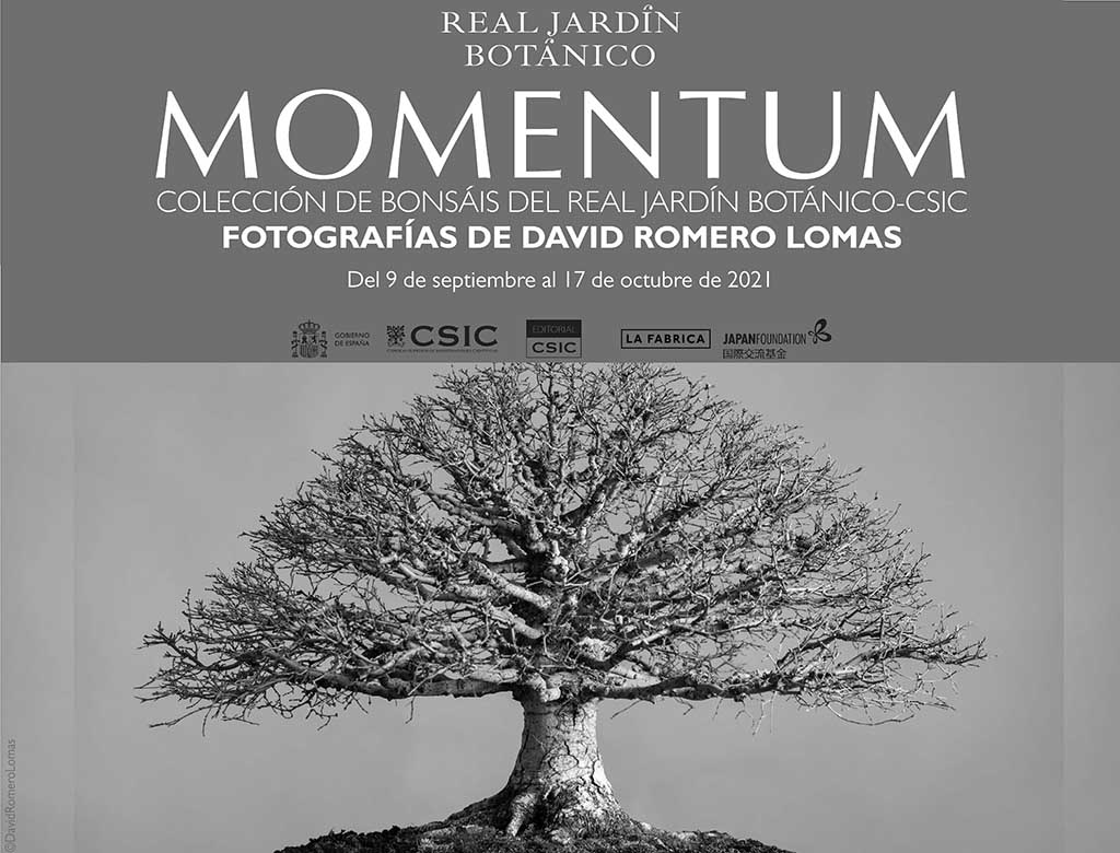 Exposición "Momentum" - Colección de bonsáis (Madrid)