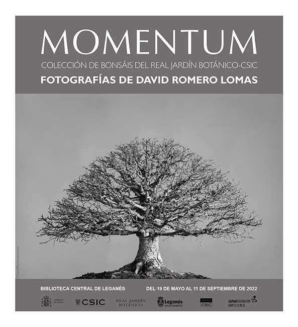 Exposición "Momentum" - Colección de bonsáis (Madrid) @ Biblioteca Central de Leganés