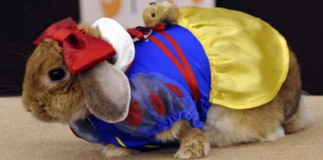 0-Conejo-Blancanieves-PORTADA