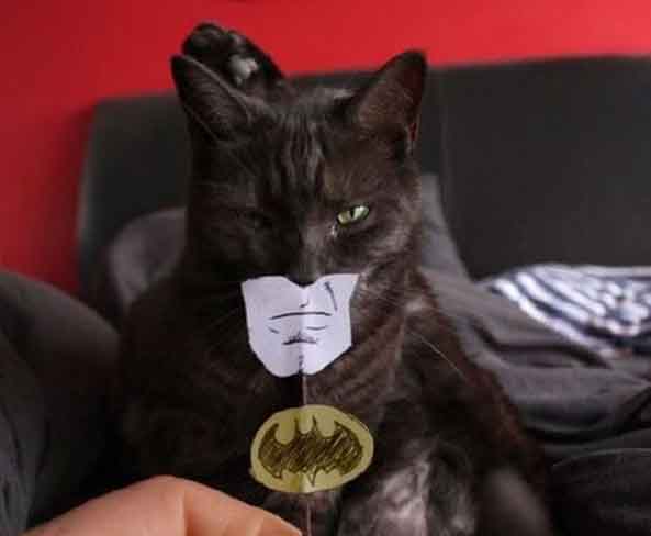 1-Gato-Batman-1