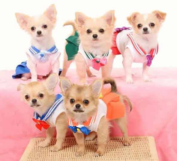 13-Perro-Sailor-Moon-13