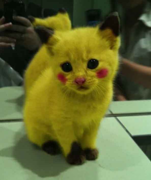 16-Gato-Pikachu-16
