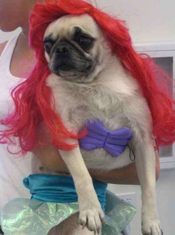 18-Perro-La-sirenita-18