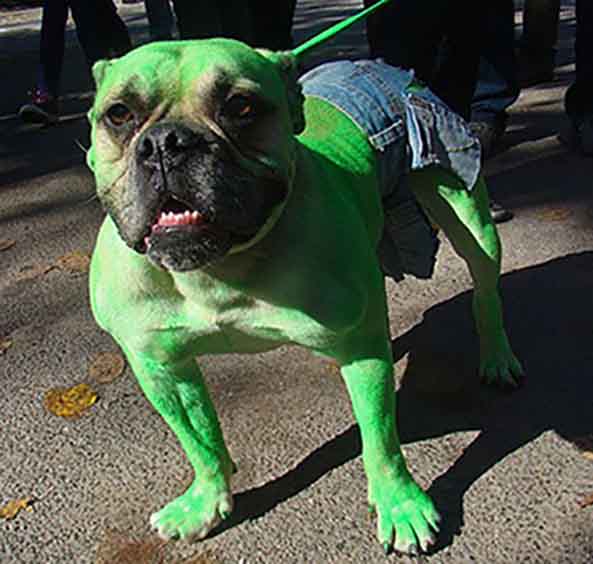 19-Perro-Hulk-19