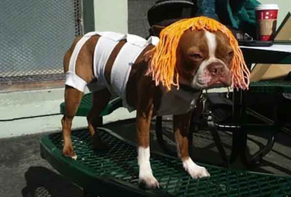 2-Perro-Leeloo-Dallas-2