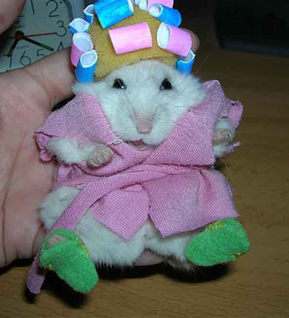 6-Hamster-Maruja-6