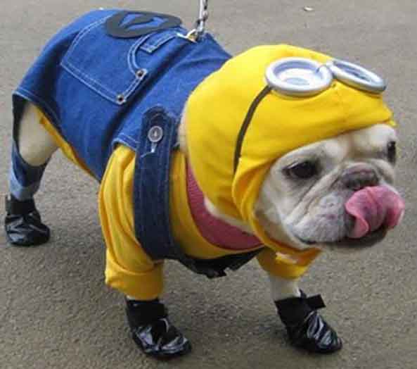 7-Perro-Minions-7