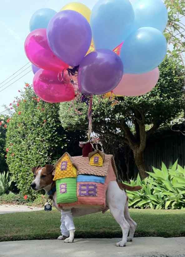 9-Perro-Up-9