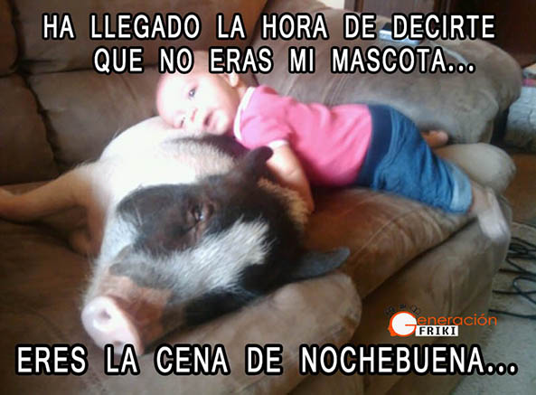 798) 23-12-14 bebe-cerdo-Humor