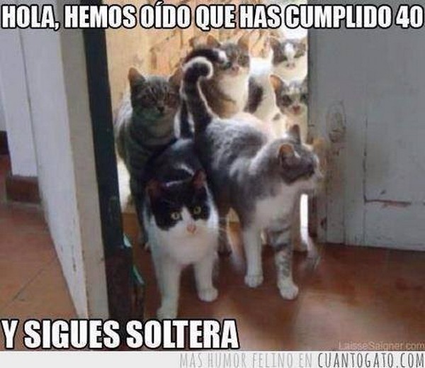 33) 19-11-13 sigues soltera, gatos