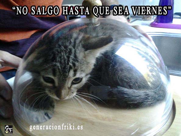 469) 16-06-14 no-salgo-hasta-que-sea-viernes-Humor