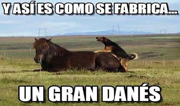 943) 20-04-15 fabricar-gran-danes-Humor