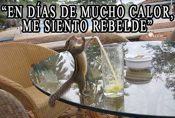1075) 02-09-15 Ardilla-bebiendo-Humor