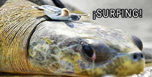 1077) 03-09-15 Tortuga-surfing-Humor