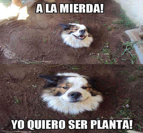 1257-07-04-16-perro-quiere-ser-planta-humor